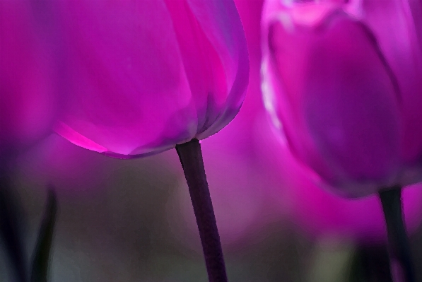 Blossom plant photography flower Photo