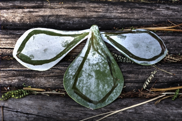 自然 草 rock 植物 写真