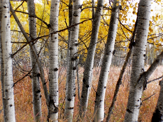 Tree nature forest branch Photo