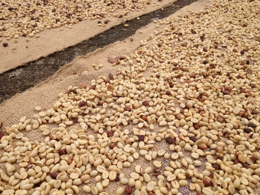 Sand coffee wheat food Photo