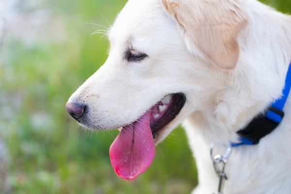 白 子犬 犬 動物 写真