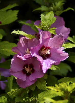 Nature blossom plant flower Photo