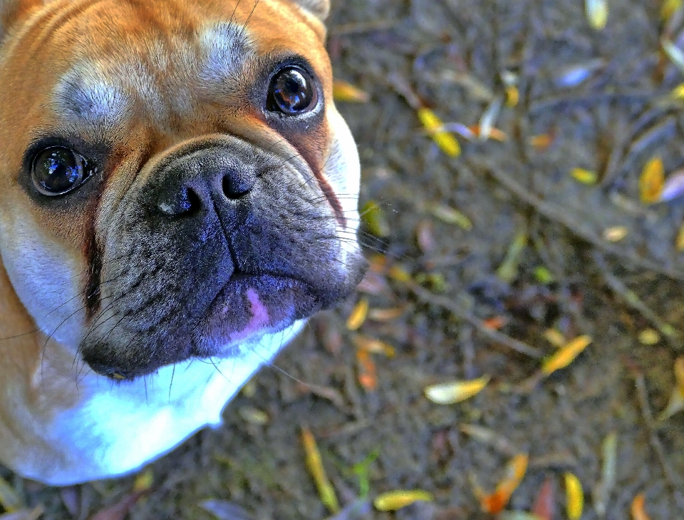 Süss blume welpe hund