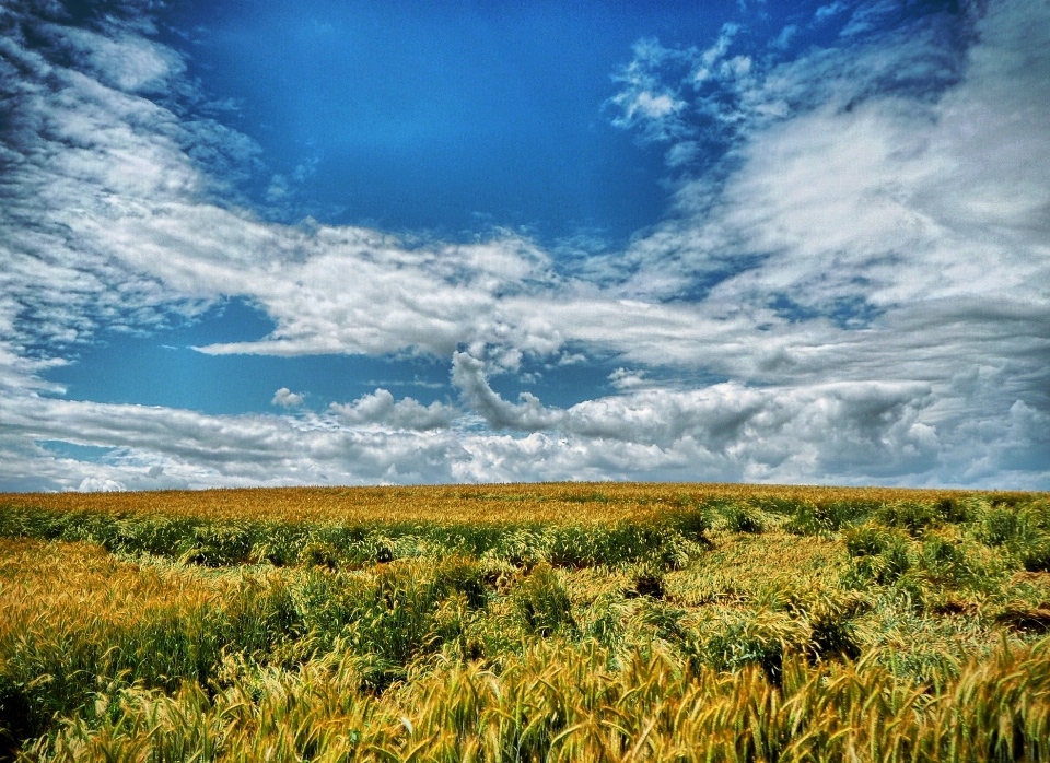 Landscape nature grass horizon