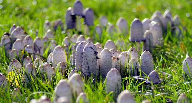 Nature grass plant white Photo