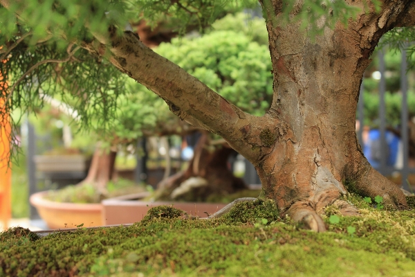 Foto Albero natura ramo pianta