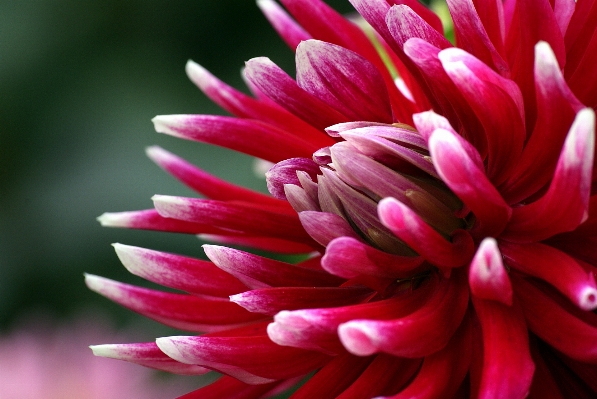 Plant photography flower petal Photo