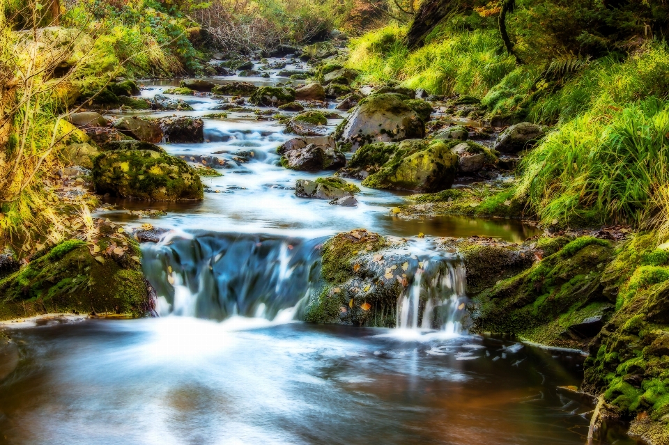 Paysage eau nature forêt