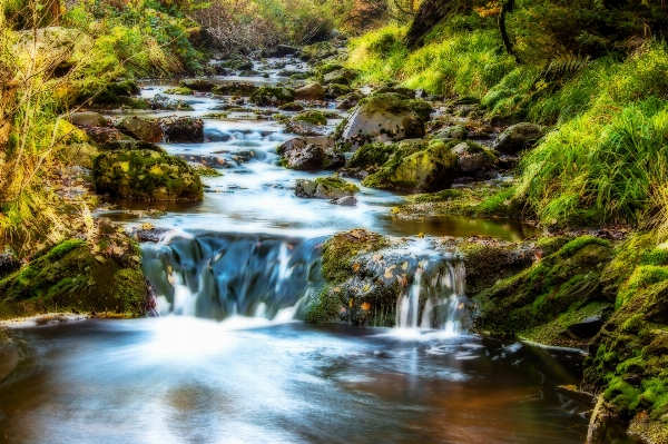 Landscape water nature forest Photo