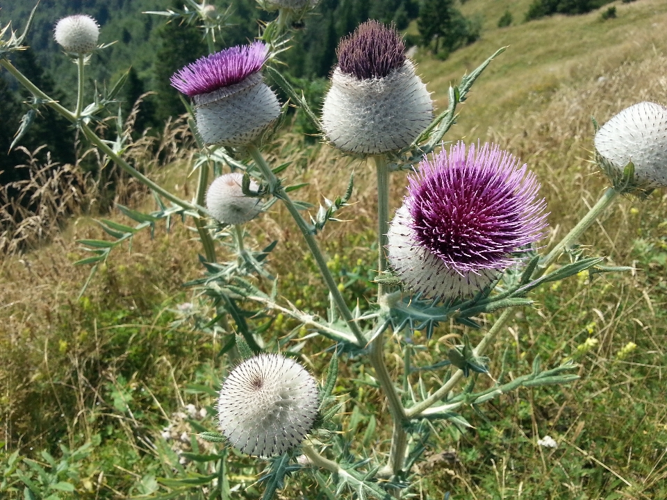 Fiore pianta fioritura produrre