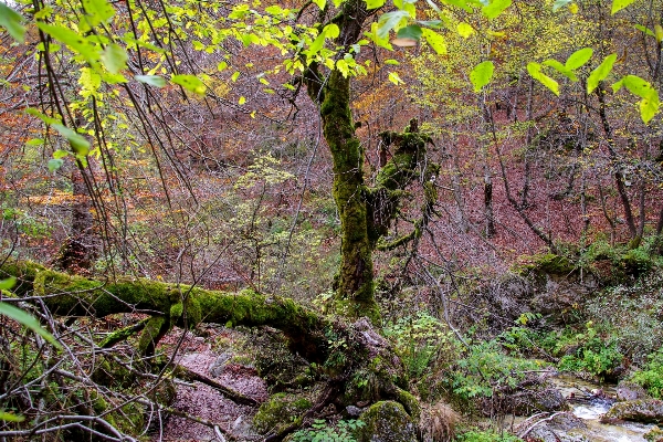 Foto Albero acqua natura foresta