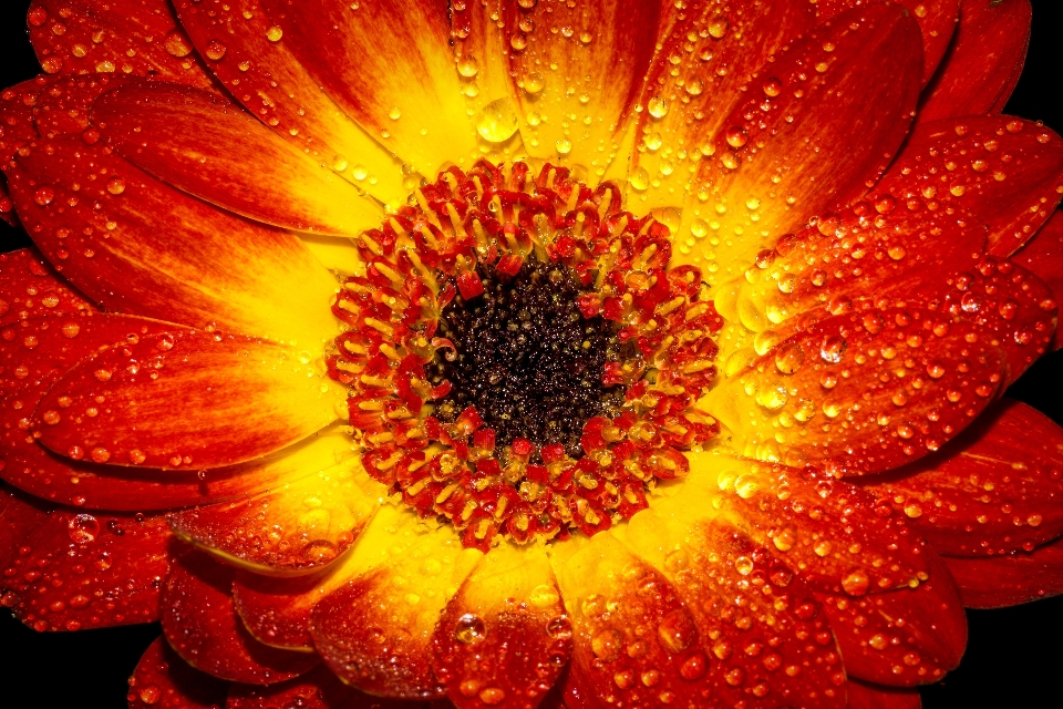 Nature blossom plant flower