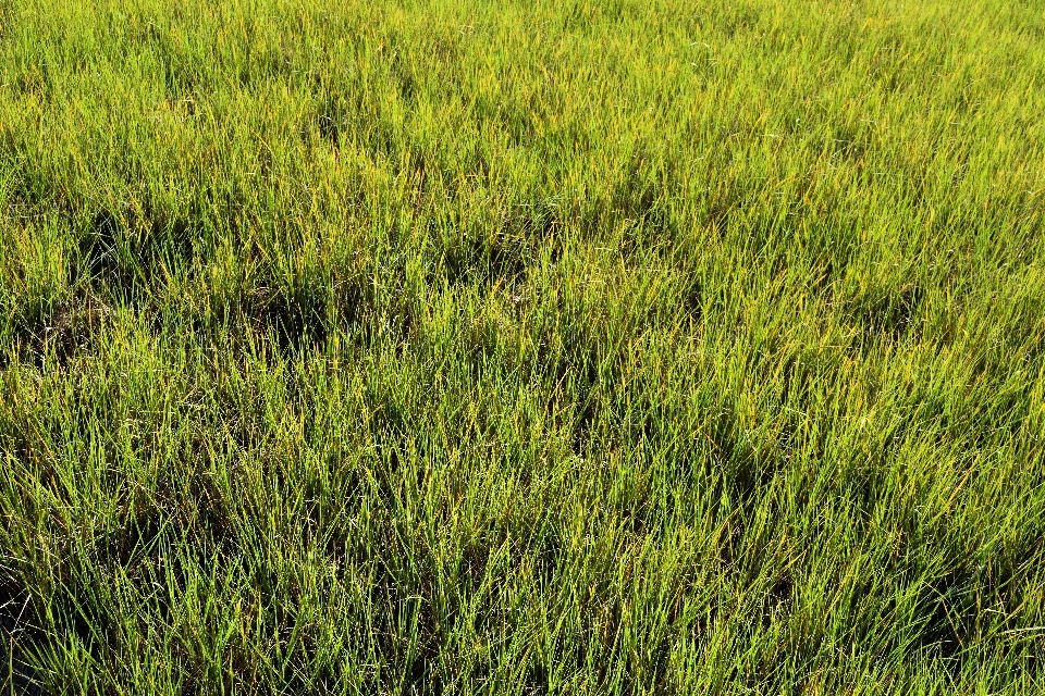 Paisagem água natureza grama