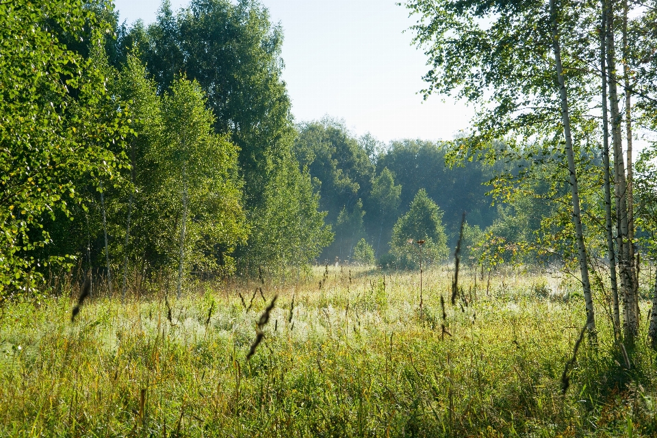 Landscape tree nature forest