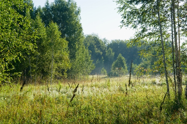 Landscape tree nature forest Photo