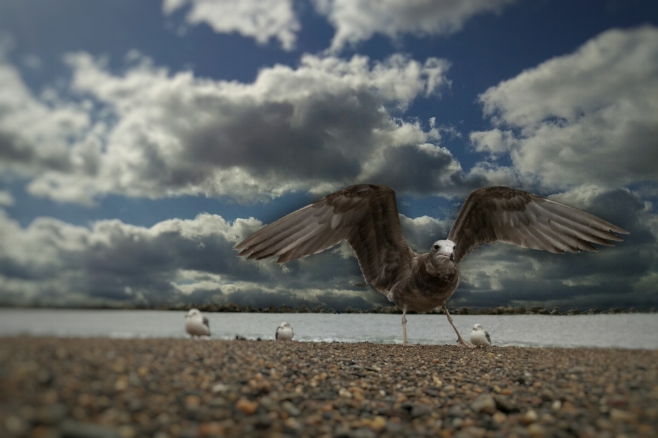 Pantai lanskap laut burung