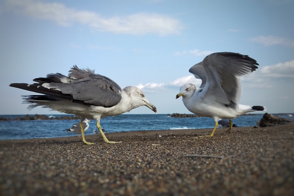 пляж пейзаж море птица