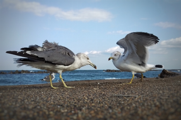 ビーチ 風景 海 鳥 写真