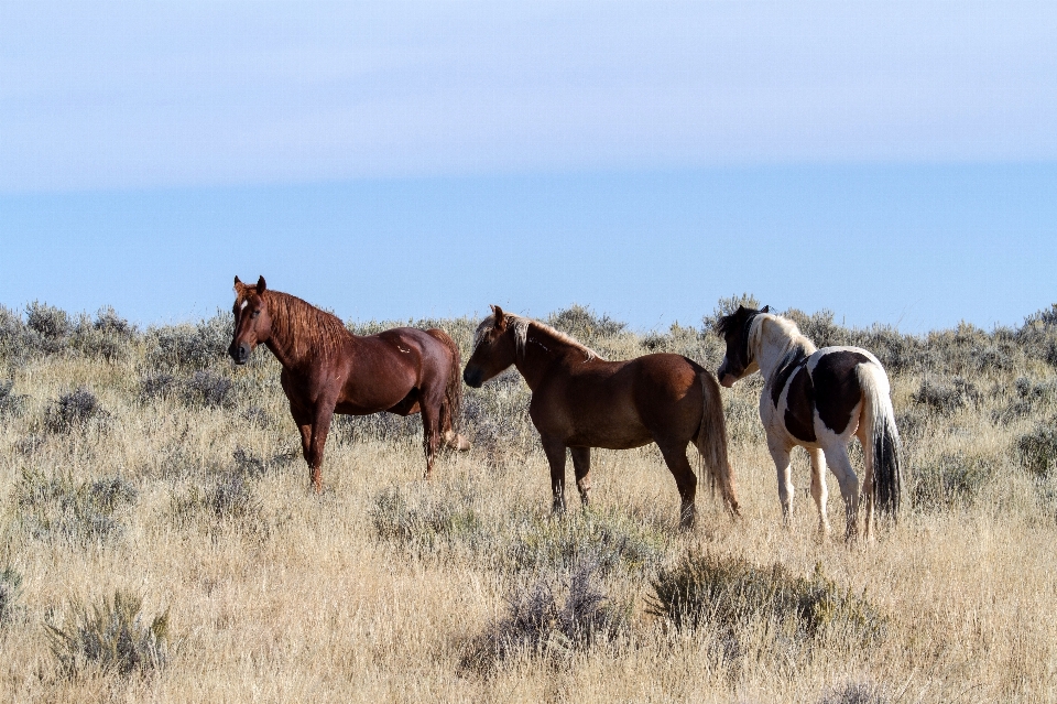 Meadow prairie herd pasture