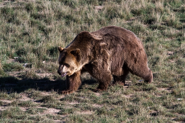 Фото медведь дикая природа гризли млекопитающее