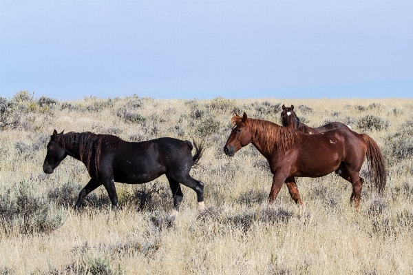 Prairie wildlife herd pasture Photo