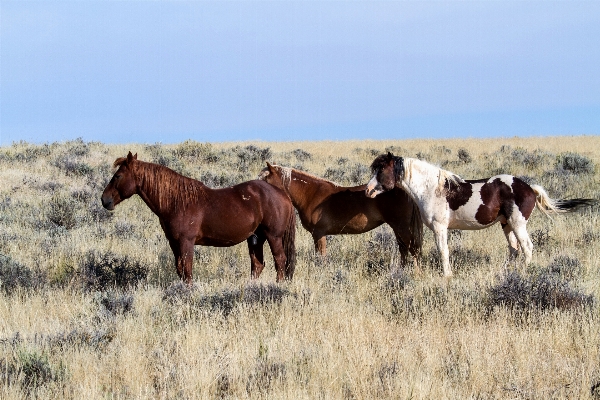 Meadow prairie herd pasture Photo