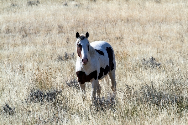 Grass meadow prairie wildlife Photo