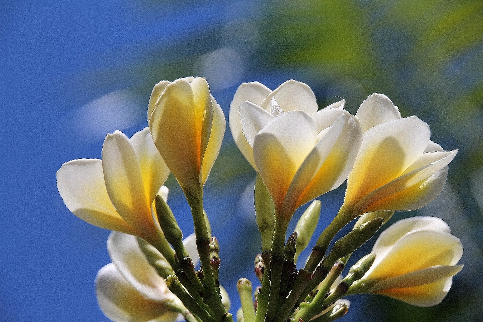 Nature fleurir usine blanc