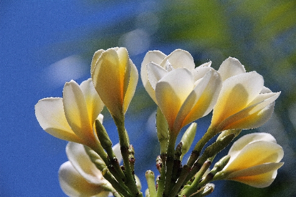 Doğa çiçek bitki beyaz Fotoğraf