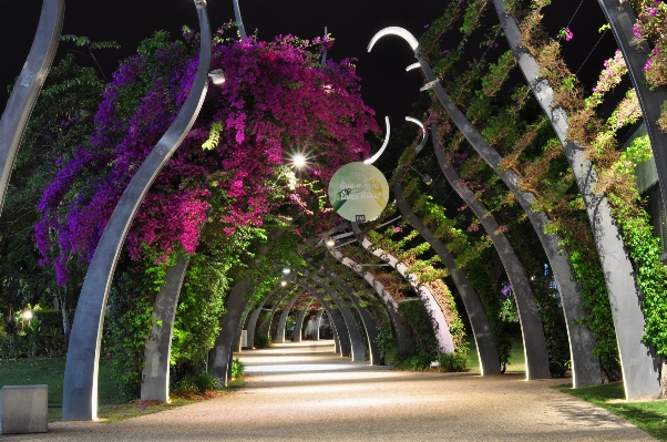 Foto Albero pianta notte foglia