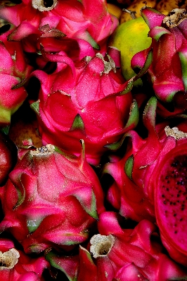 Blossom plant fruit leaf Photo