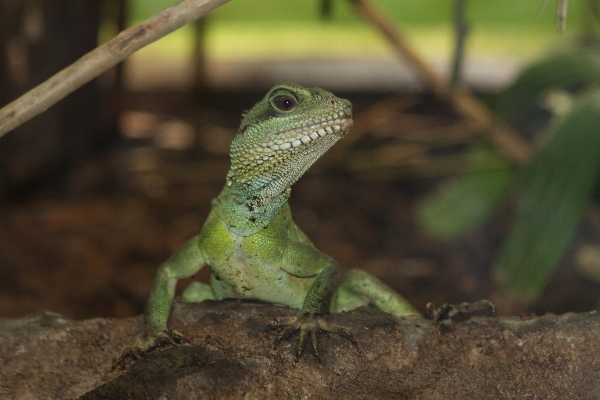 Foto Natureza animais selvagens jardim zoológico verde