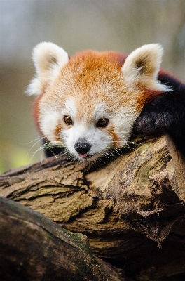 Zdjęcie Drzewo natura zimno zima