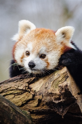 Zdjęcie Drzewo natura zimno zima