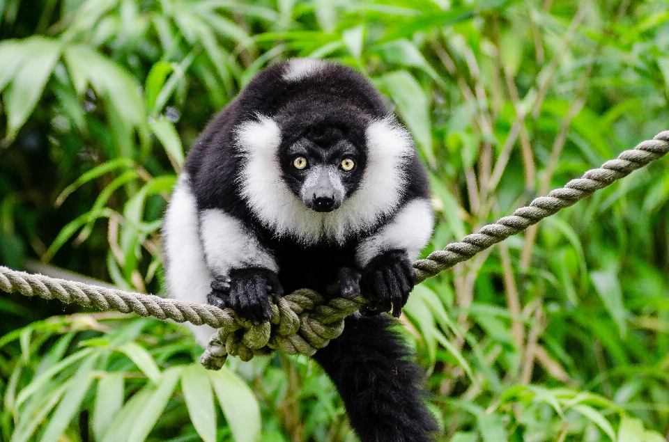 Bokeh white feet animal