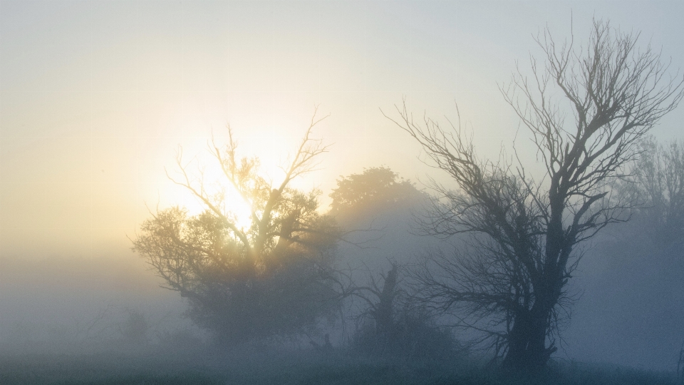 Landschaft baum natur zweig