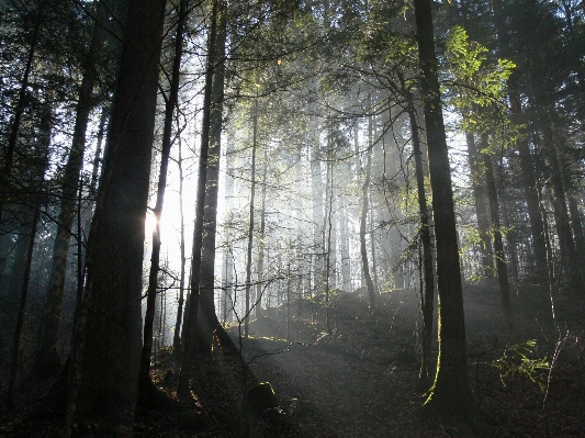 Landscape tree nature forest Photo