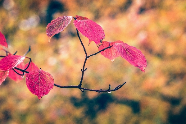 Tree nature branch blossom Photo