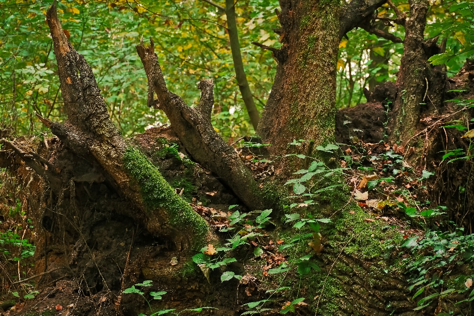 Lanskap pohon alam hutan