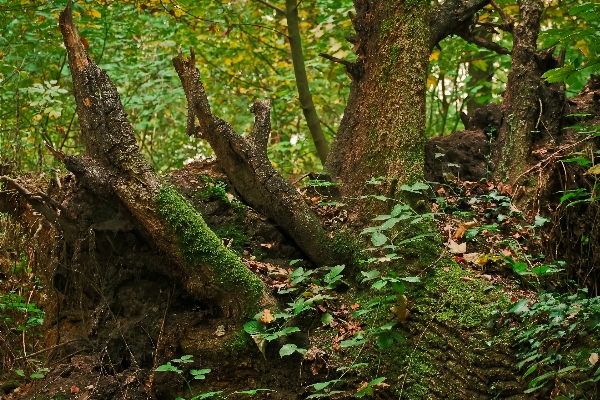 Landscape tree nature forest Photo