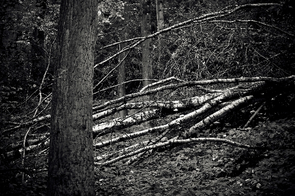 Landscape tree nature forest Photo