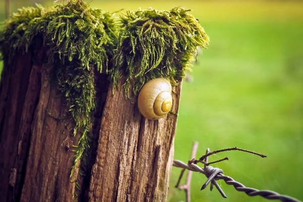 Landscape tree nature grass Photo