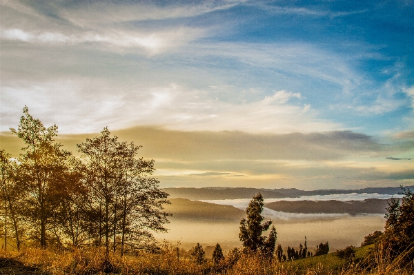 Landscape tree water nature Photo