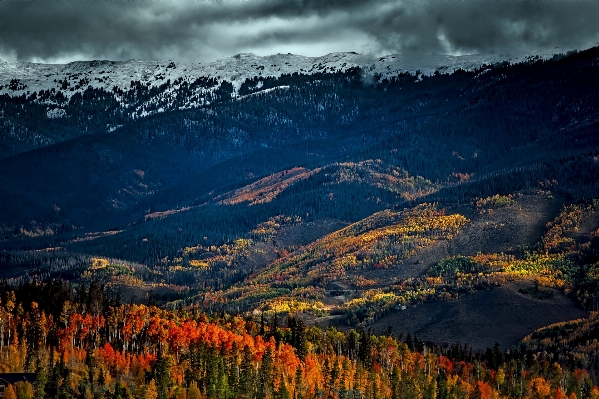 Landscape tree nature forest Photo