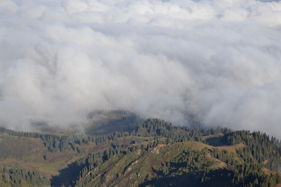 Landscape forest mountain cloud