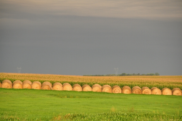 Landscape grass horizon sky Photo