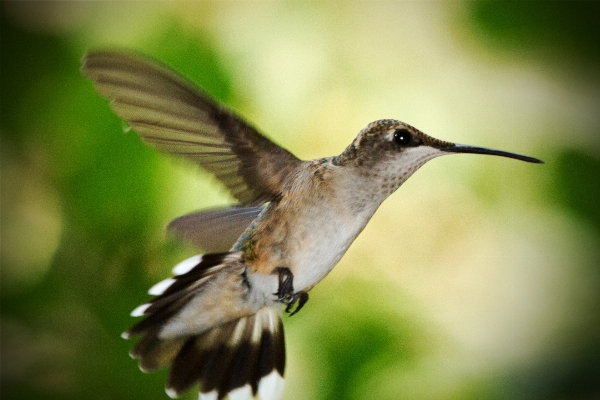 Foto Alam burung sayap penerbangan