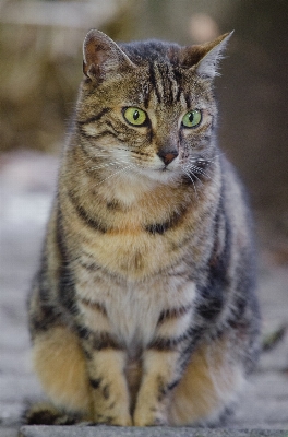 Foto Dolce animale carino guardare