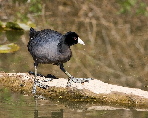 Wasser natur sumpf
 vogel Foto