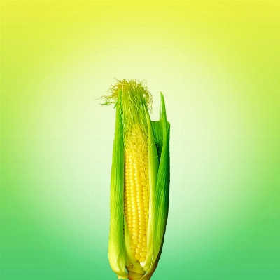 植物 フルーツ 葉 花 写真